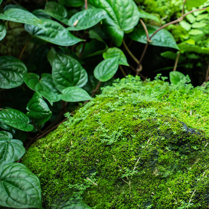 leaves moss sq l2ab9cd2 leaves moss sq l2ab9cd2